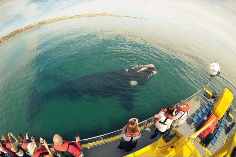Peninsula Valdes Submarine Whale Watching trip - alternative tour available