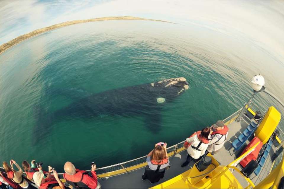 Peninsula Valdes Submarine Whale Watching - Tangol Tours - Uzbekistan - Image 1