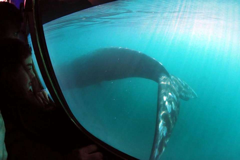 Peninsula Valdes Submarine Whale Watching - Tangol Tours - Uzbekistan - Image 2