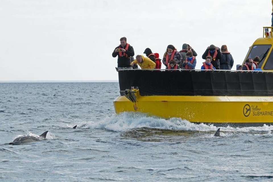 Peninsula Valdes Submarine Whale Watching - Tangol Tours - Uzbekistan - Image 3