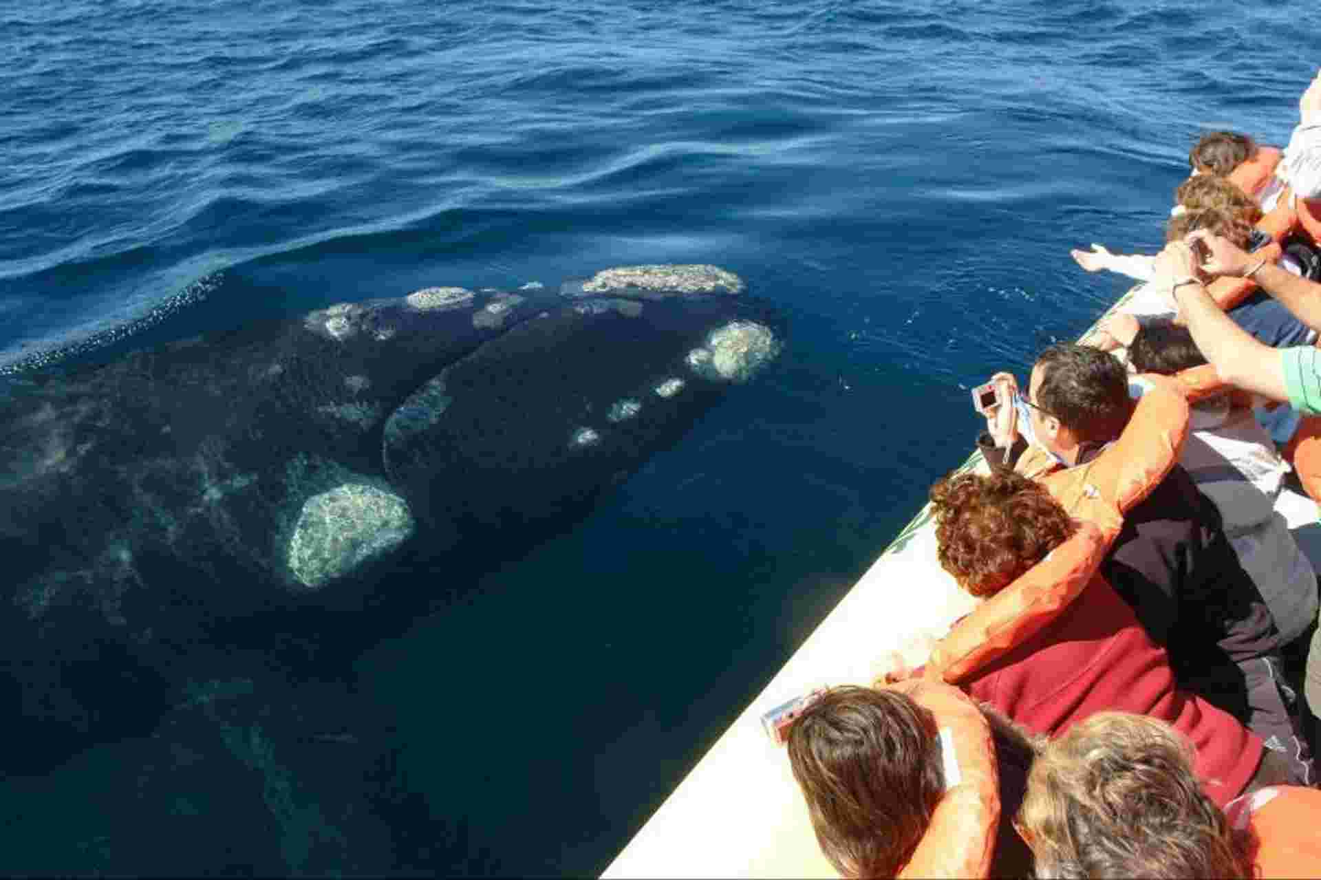 Peninsula Valdes Whale Watching