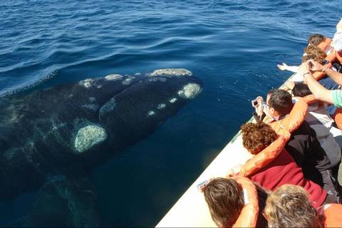 Patagonia Group Tours: Peninsula Valdes Whale Watching
