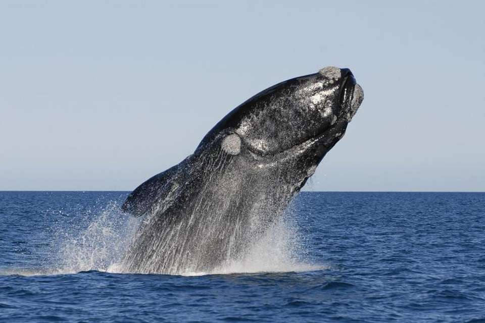 Peninsula Valdes Whale Watching - Tangol Tours - Argentina - Image 2
