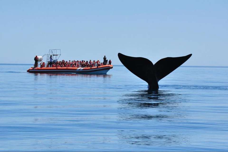 Peninsula Valdes Whale Watching - Tangol Tours - Argentina - Image 3