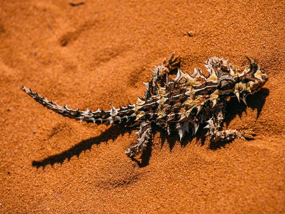 Perth to Exmouth Adventure - 6 days - On The Go Tours - Australia - Image 6