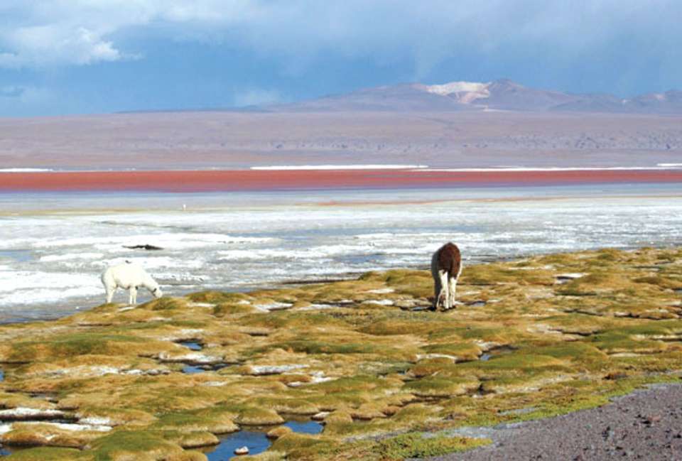 Peru & Bolivia Discovery - 13 days - On The Go Tours - Peru - Image 8