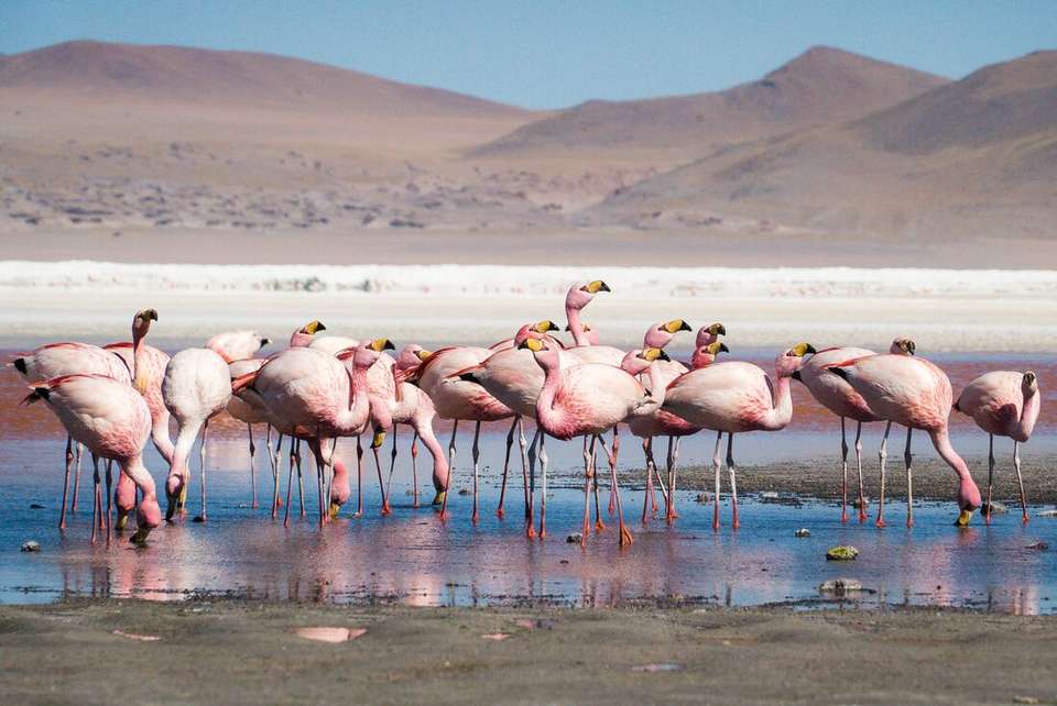 Peru & Bolivia Encounter - Intrepid Travel - Peru - Image 7