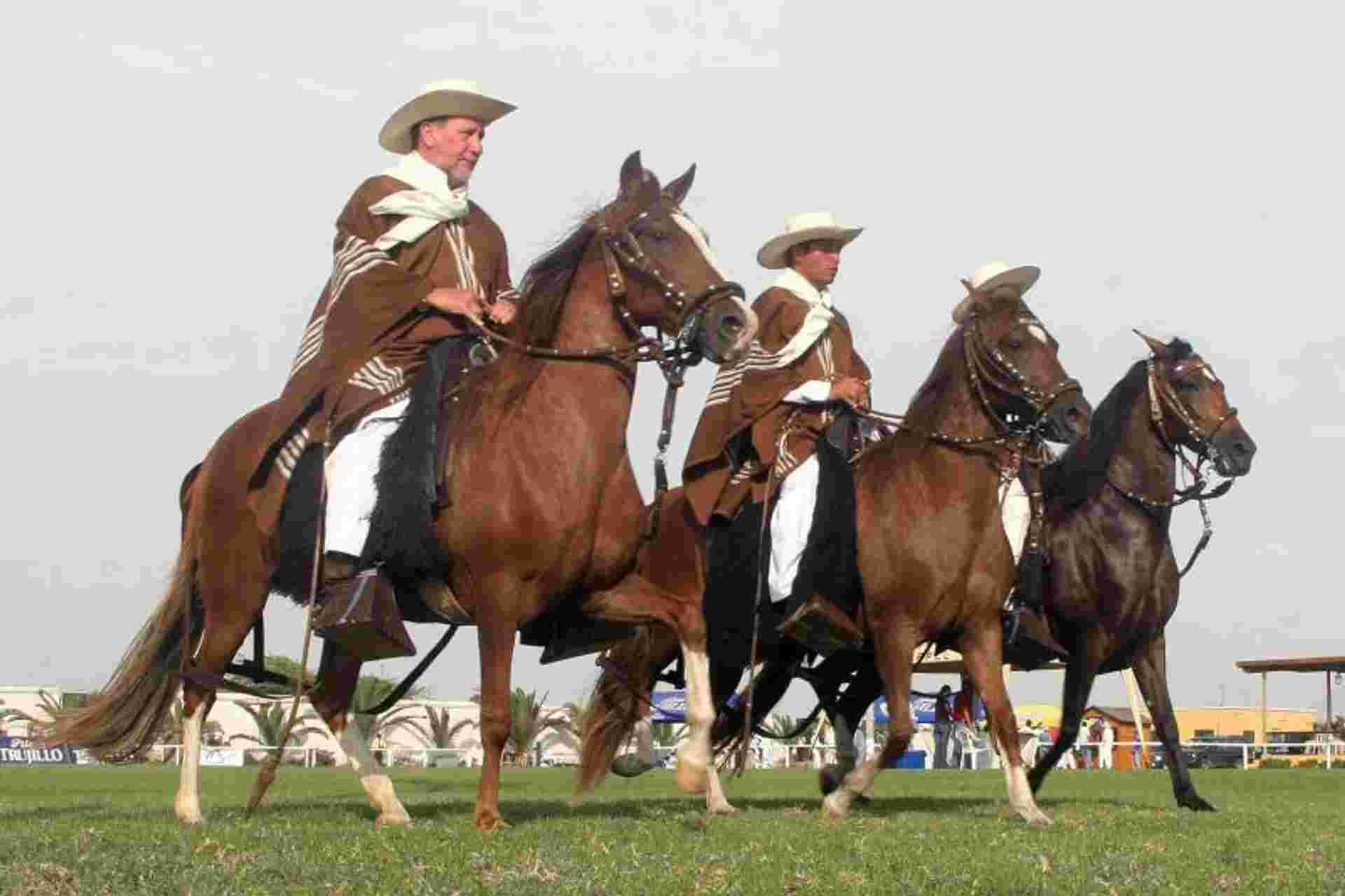 Peruvian Paso Horse & Marinera w/lunch & transfers