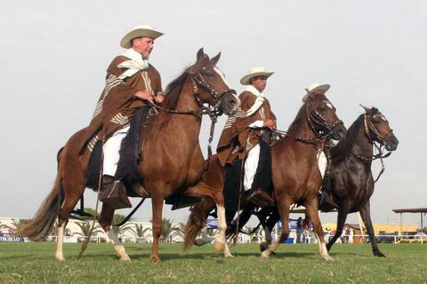 Peruvian Paso Horse & Marinera W/lunch & Transfers - 1 Day