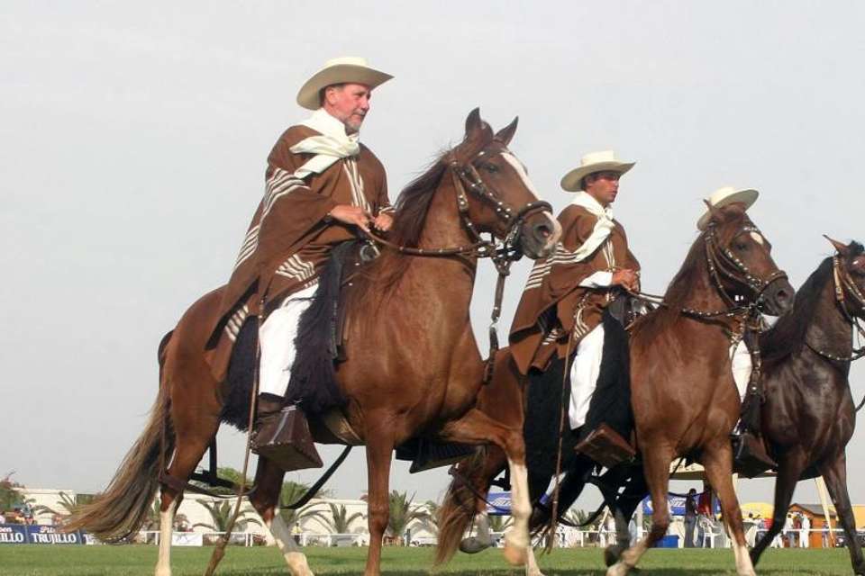 Peruvian Paso Horse & Marinera w/lunch - No transfers - Tangol Tours - Spain - Image 2