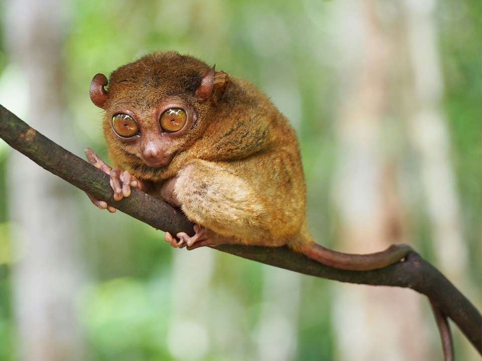 Philippines Encompassed - 23 days - On The Go Tours - Philippines