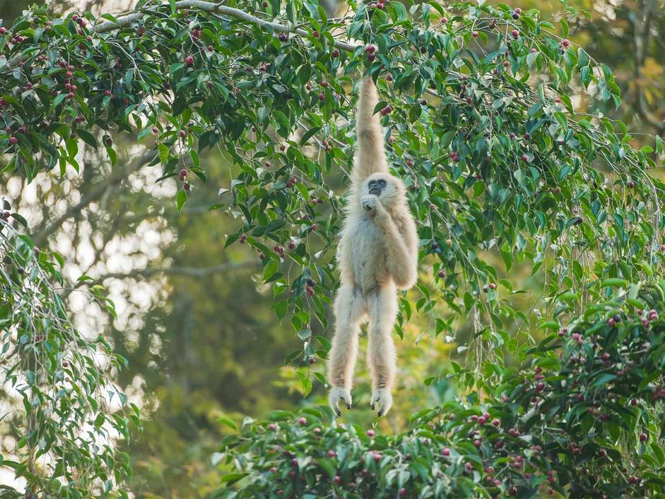 Phuket, Khao Sok & Bali - 11 days - On The Go Tours - Thailand - Image 6