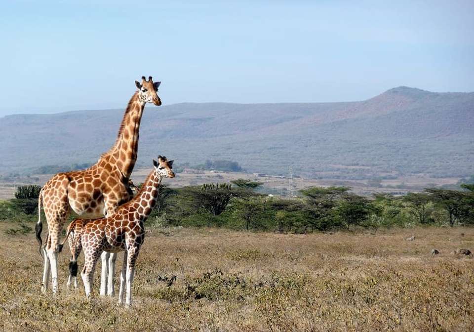 Picturesque Solo Kenya Tour - Indus Travels - Kenya - Image 3