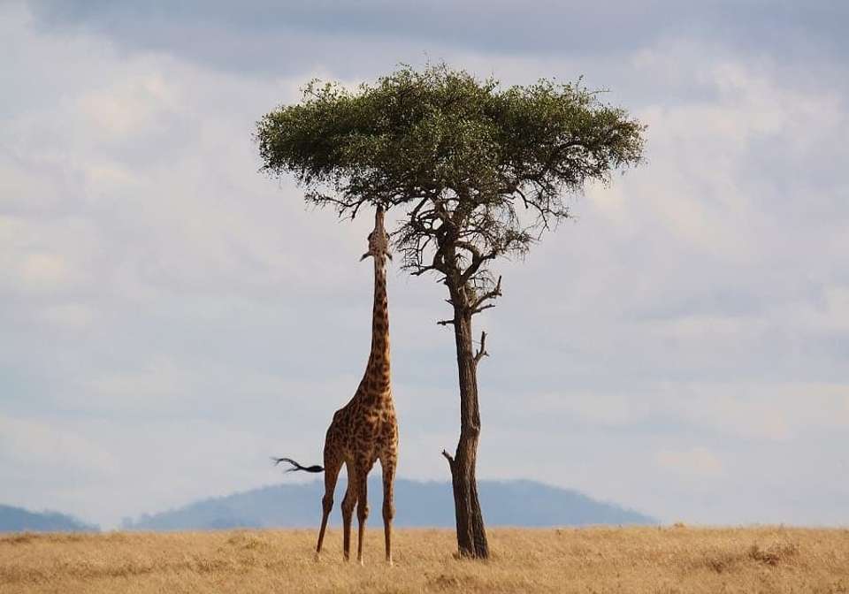 Picturesque Solo Kenya Tour - Indus Travels - Kenya - Image 5