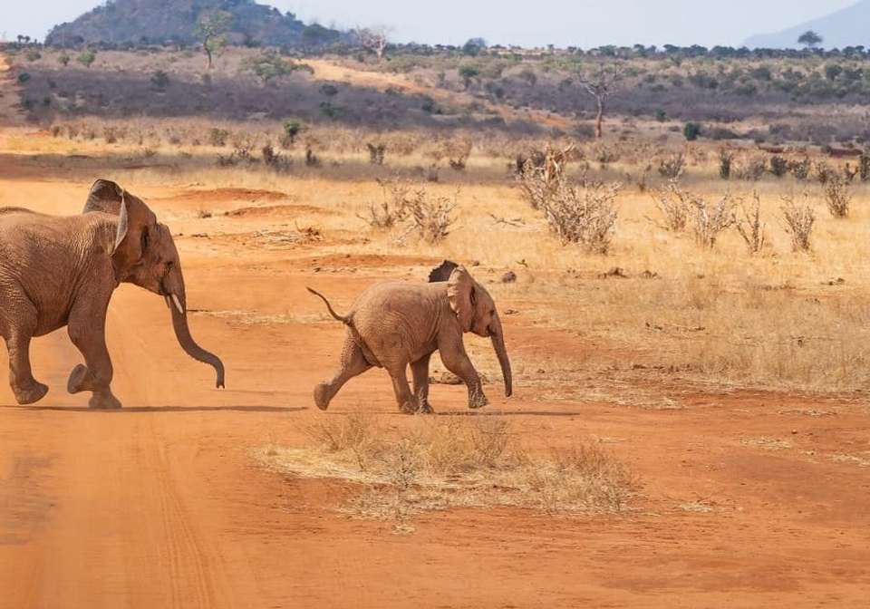 Picturesque Solo Kenya Tour - Indus Travels - Kenya - Image 7