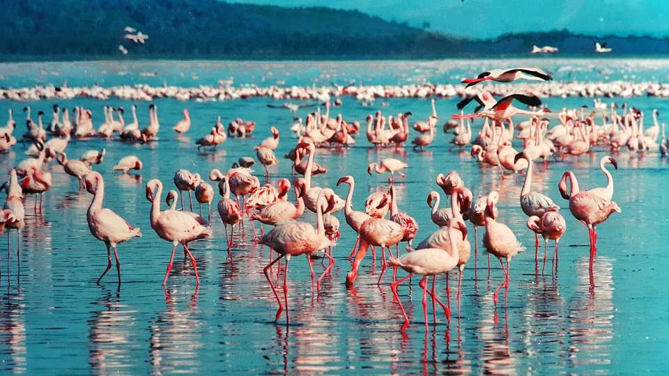 Picturesque Solo Kenya Tour - Indus Travels - Kenya - Image 8