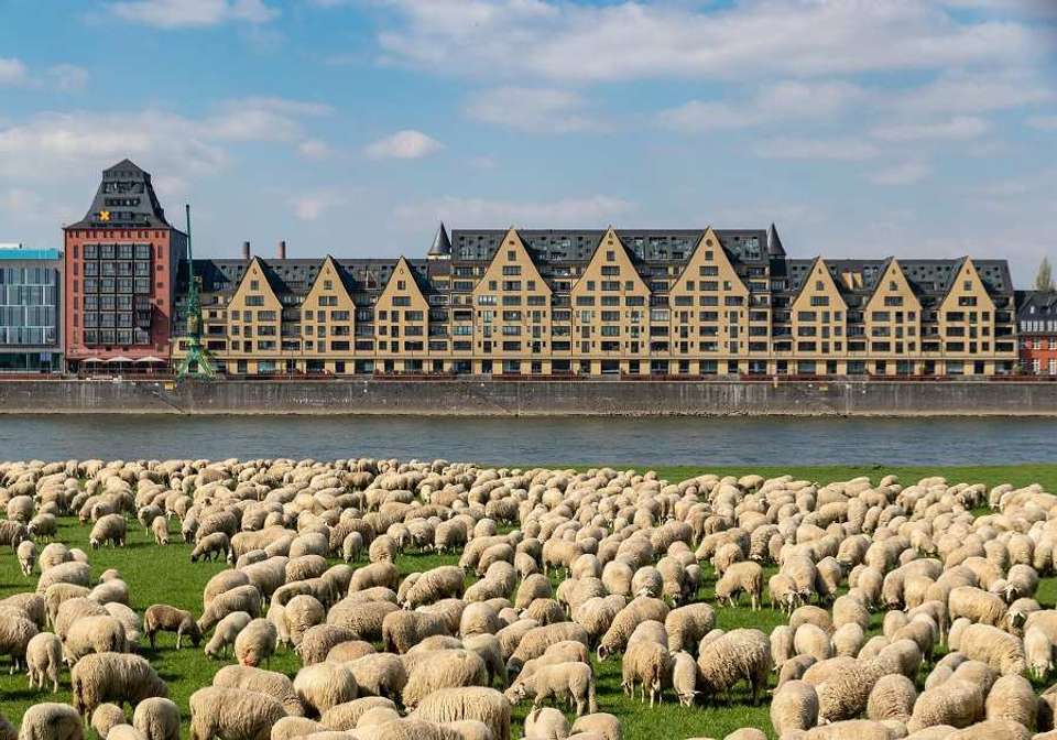 Picturesque Solo Rhine Cruise - Indus Travels - Germany - Image 7
