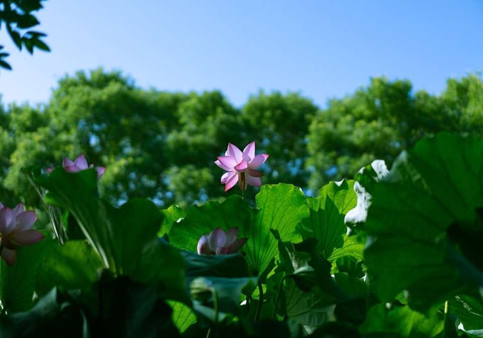 Picturesque Solo China Tour - Indus Travels - China - Image 9