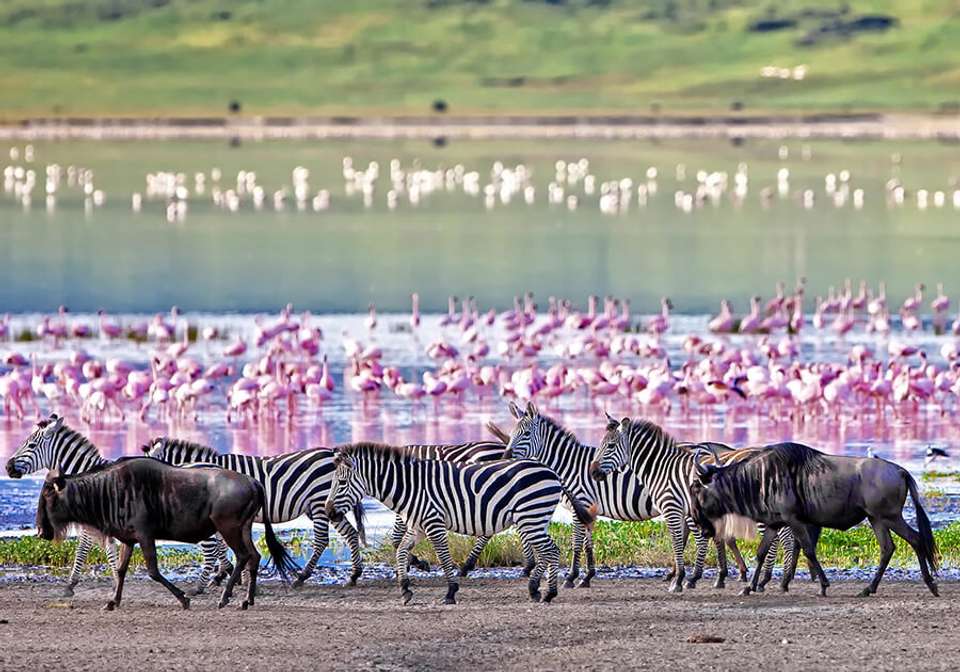 Picturesque Solo Tanzania Tour - Indus Travels - Tanzania - Image 4