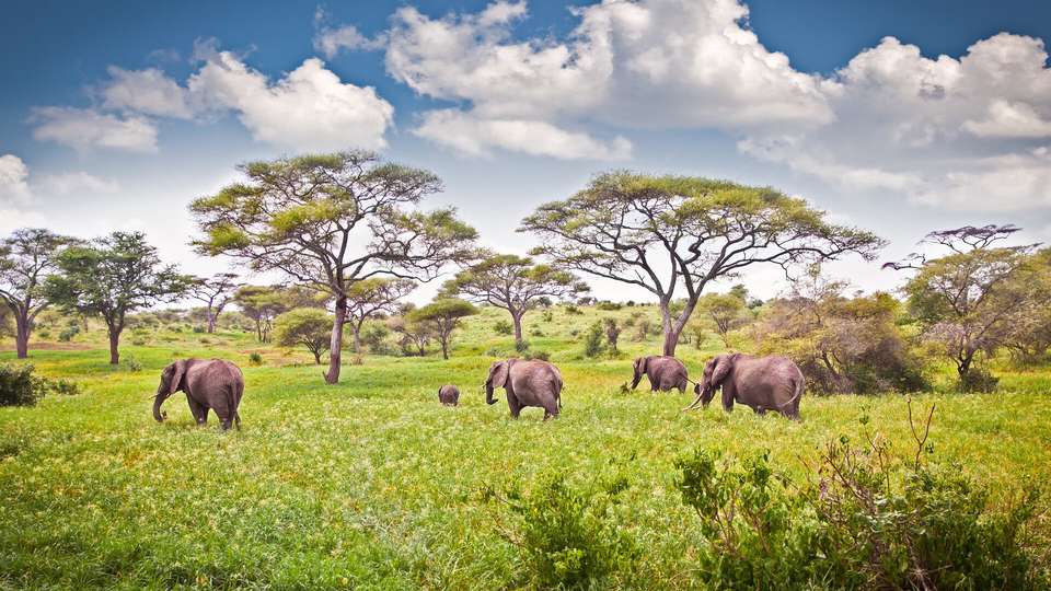 Picturesque Solo Tanzania Tour - Indus Travels - Tanzania - Image 7