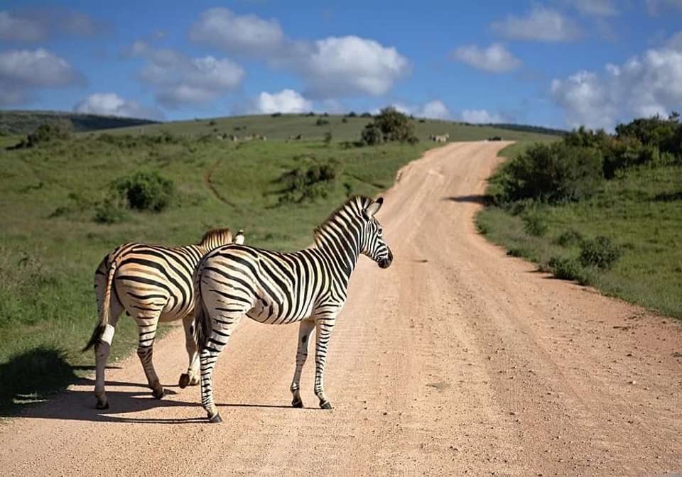 Picturesque Solo South Africa Tour - Indus Travels - South Africa - Image 4