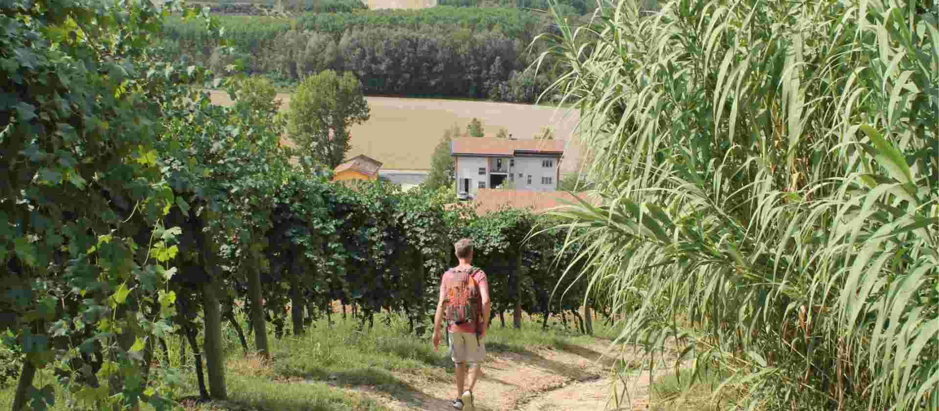 Piedmont: Land of Barolo and Barbera