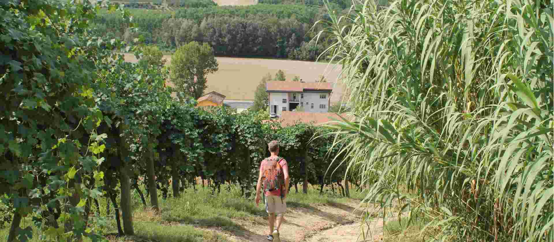 Piedmont: Land of Barolo and Barbera