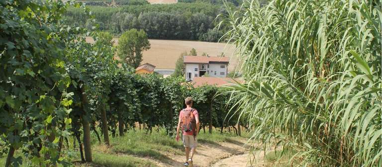 Italy Self Guided Tours: Piedmont: Land of Barolo and Barbera