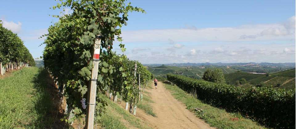 Piedmont: Land of Barolo and Barbera - Utracks - Italy - Image 6
