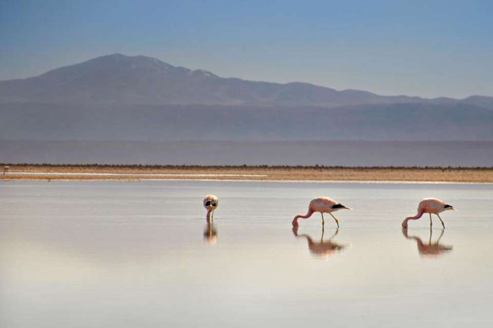 Piedras Rojas & Miscanti y Miñiques & Chaxa Lagoon & Salar De Atacama - Tangol Tours - Chile - Image 4