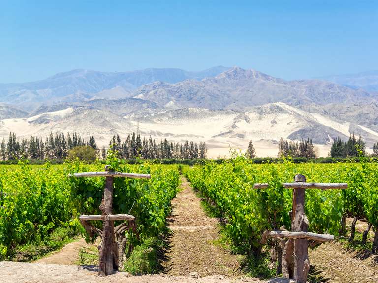 Pisco & Ica Tasting Escape - 2 days trip - alternative tour available