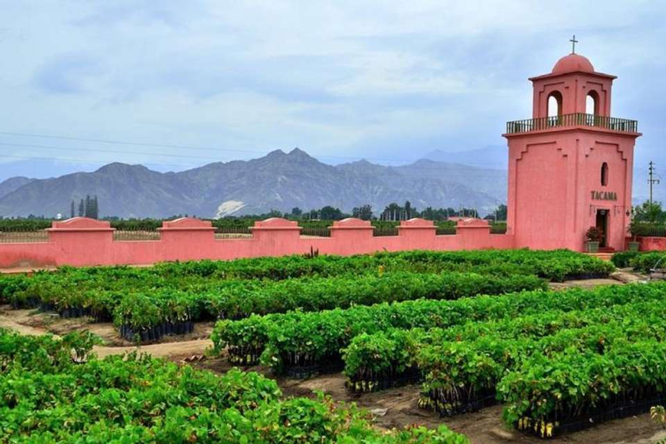 Pisco wineries and Vineyards Day Tour - Tangol Tours - Peru - Image 3