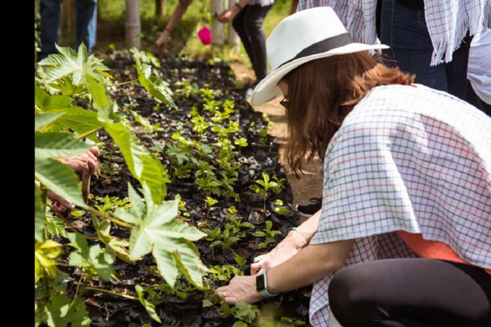 Plant Your Own Coffee Tree & Farm Experience in Pereira - Tangol Tours - Colombia - Image 5