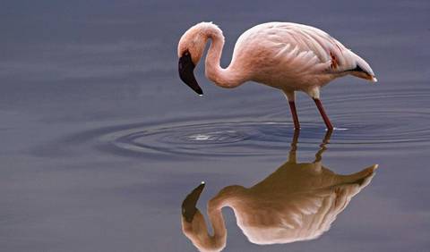 Kenya Experienced Travelers Trips: Poa Sana Safari 5d/4n (masai Mara, Sweetwaters & Lake Nakuru)