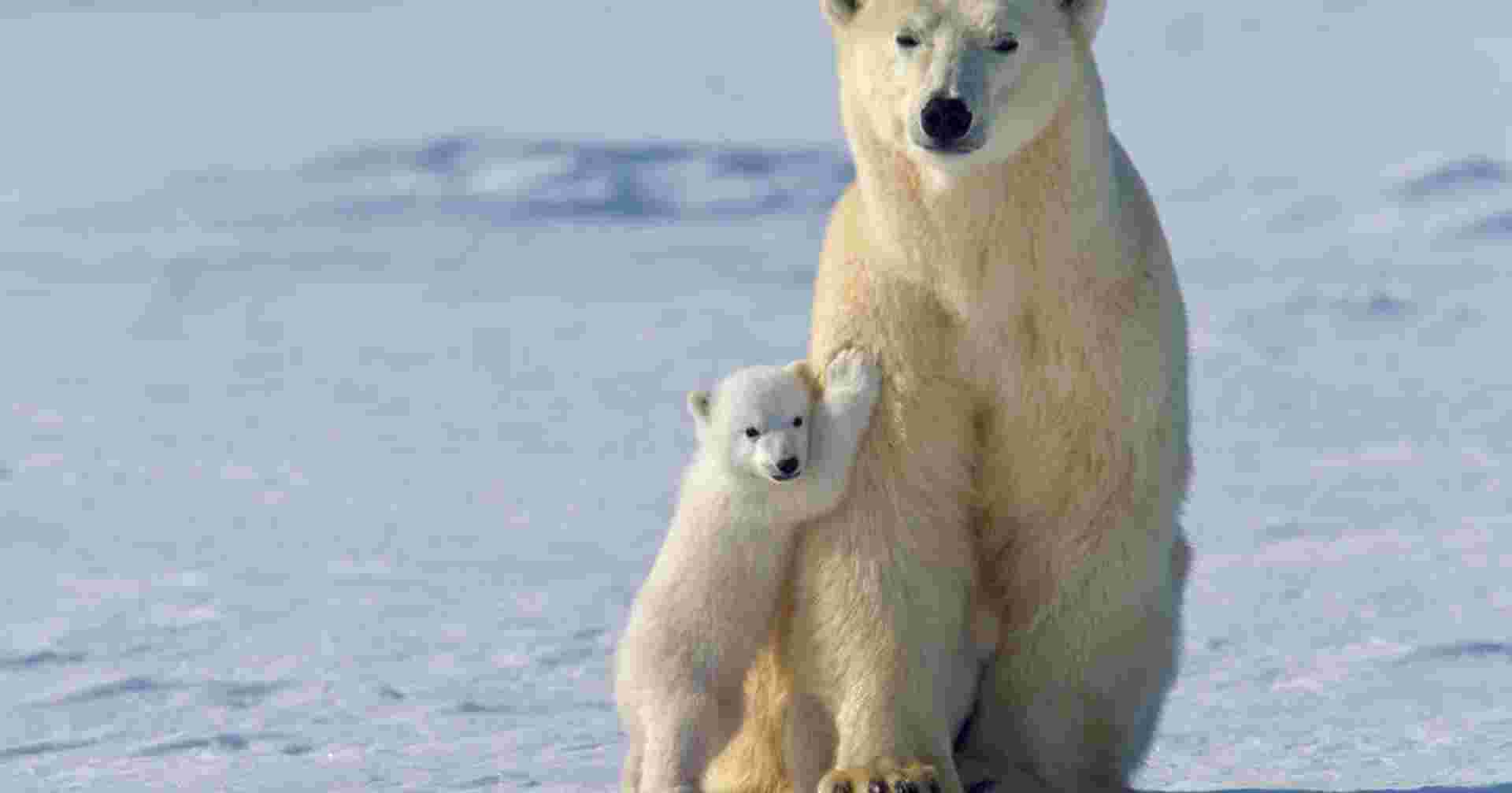 Polar Bears in Churchill