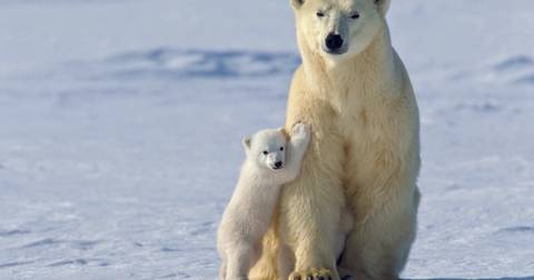 Polar Bears In Churchill - October 2025
