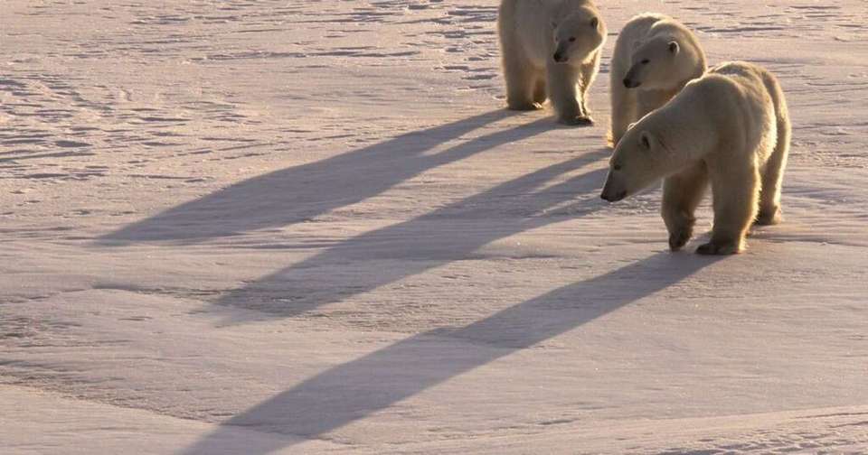 Polar Bears in Churchill - Explore - Canada - Image 3