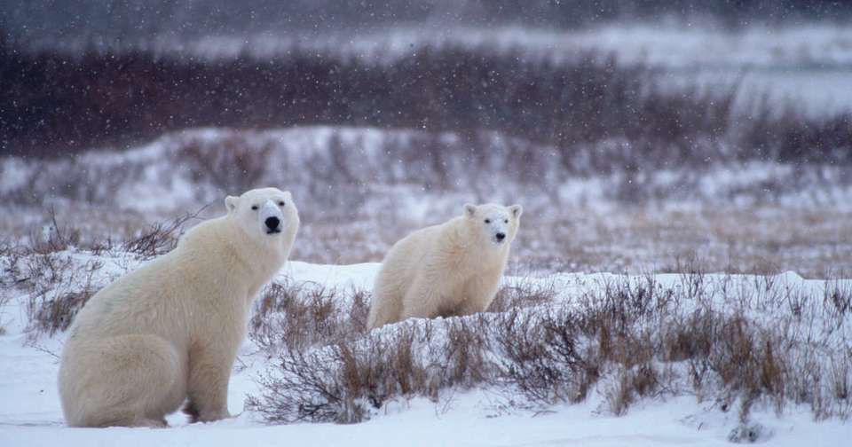 Polar Bears in Churchill - Explore - Canada - Image 4