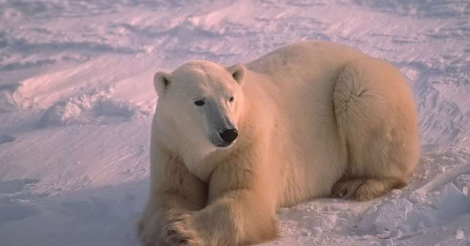 Polar Bears in Churchill - Explore - Canada - Image 6