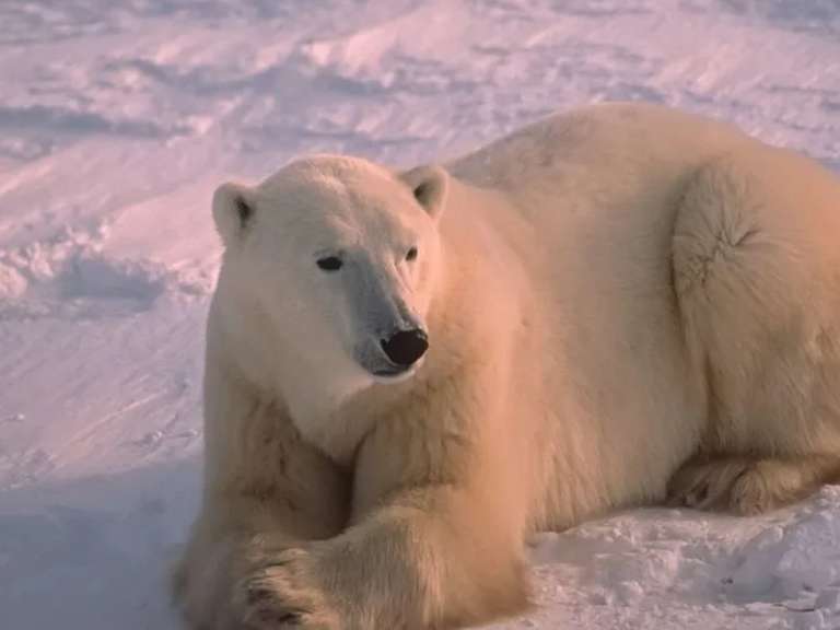 Polar Bears in Churchill - 6 days