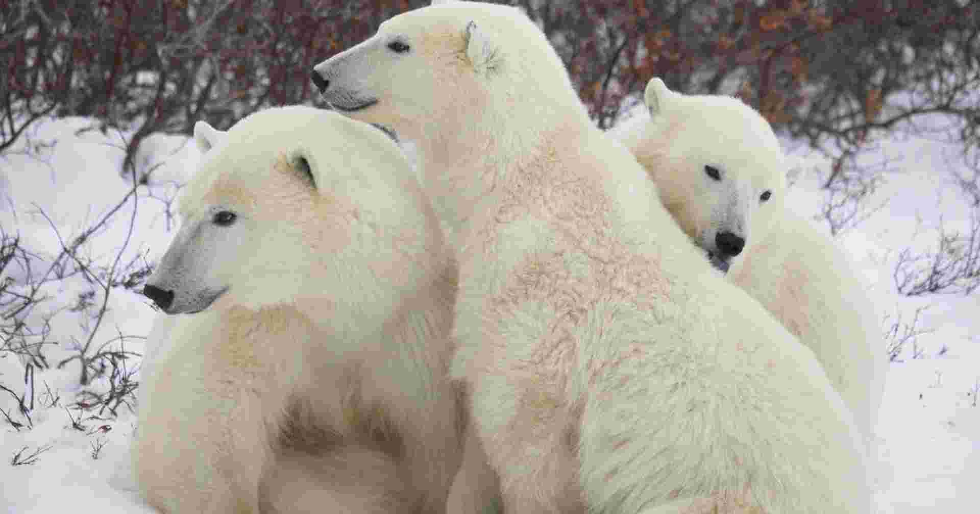 Polar Bears in Churchill - In Depth