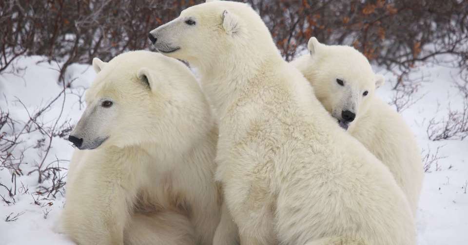 Polar Bears in Churchill - In Depth - Explore - Canada - Image 1