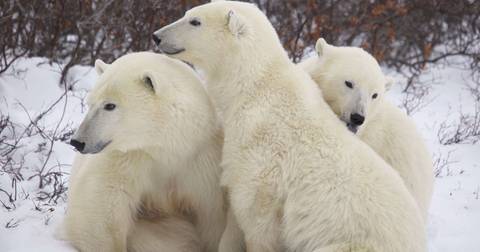 Polar Bears In Churchill - In Depth - October 2025