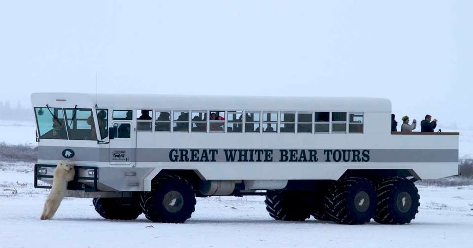 Polar Bears in Churchill - In Depth - Explore - Canada - Image 3