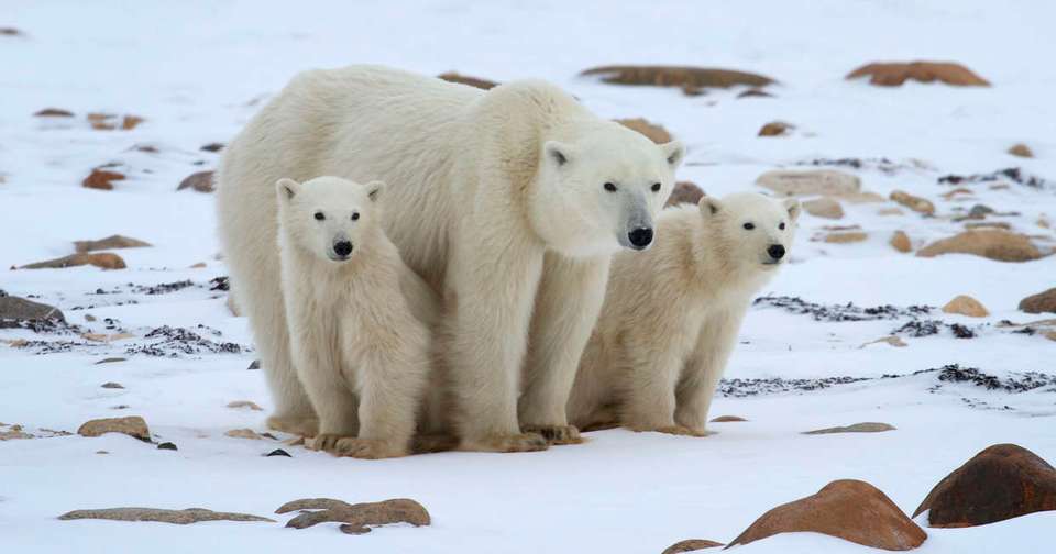Polar Bears in Churchill - Photo Adventure - Explore - Canada - Image 1