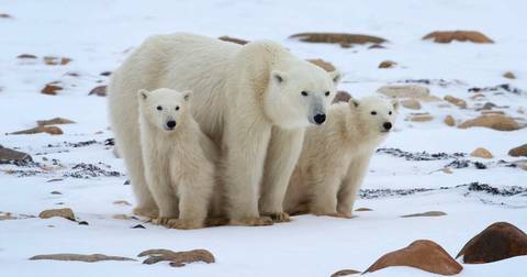 Polar Bears In Churchill - Photo Adventure - October 2025