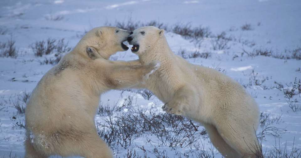 Polar Bears in Churchill - Photo Adventure - Explore - Canada - Image 5