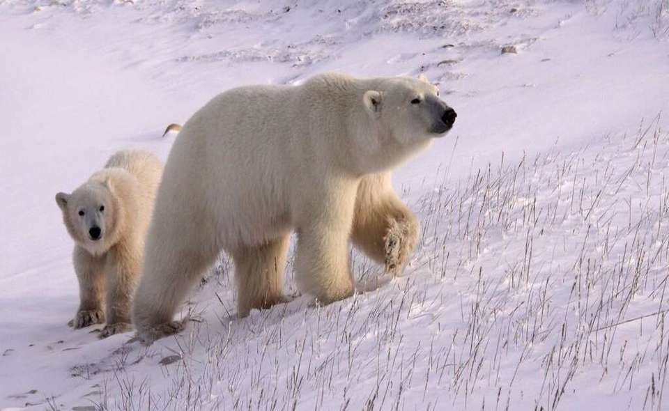 Polar Bears in Churchill - Photo Adventure - Explore - Canada - Image 6