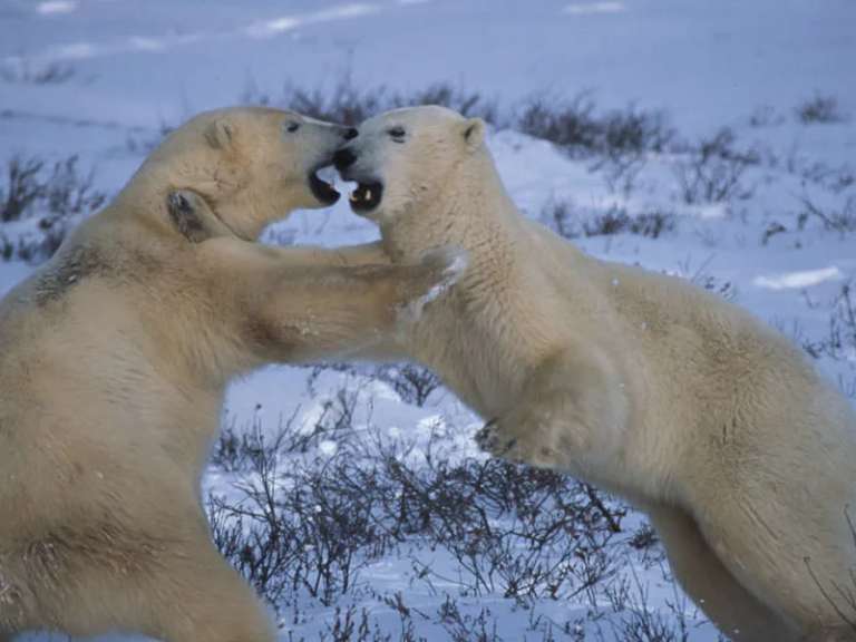 Canada Active and outdoor Tour: Polar Bears in Churchill - Photo Adventure