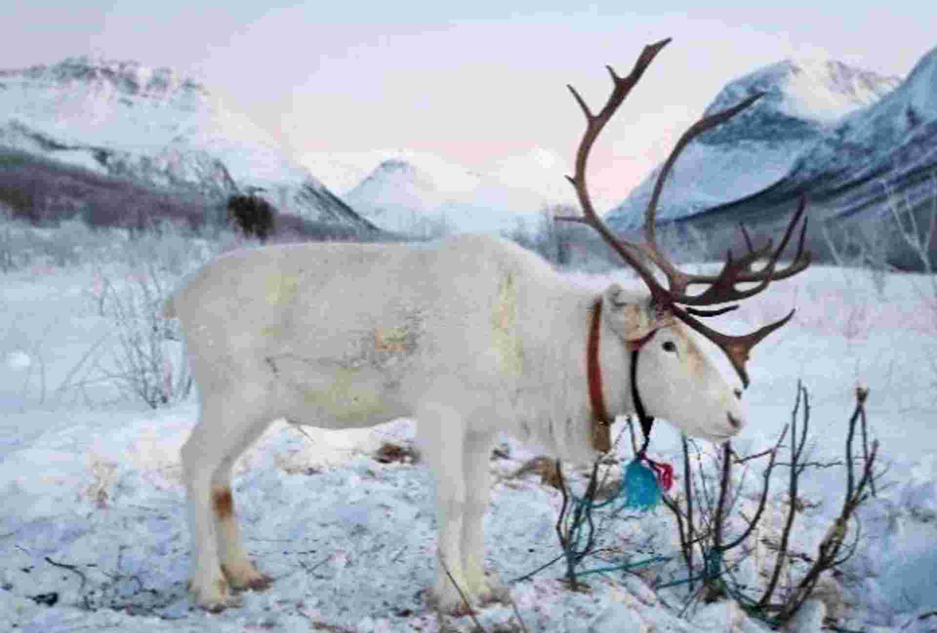 Polar Nights in Northern Norway - 5 days